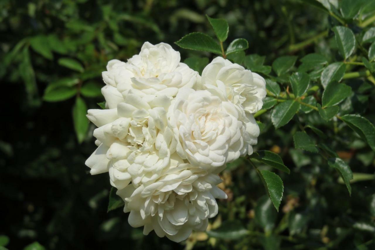 Fattoria Delle Rose Villa Salussola Dış mekan fotoğraf